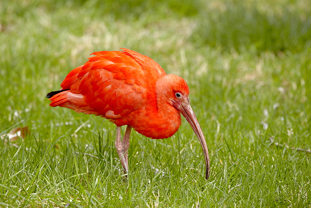 Scarlet ibis (Eudocimus ruber) in captivity, Rio Grande Zoo, Albuquerque Biological Park, Albuquerque, New Mexico, United States of America, North America