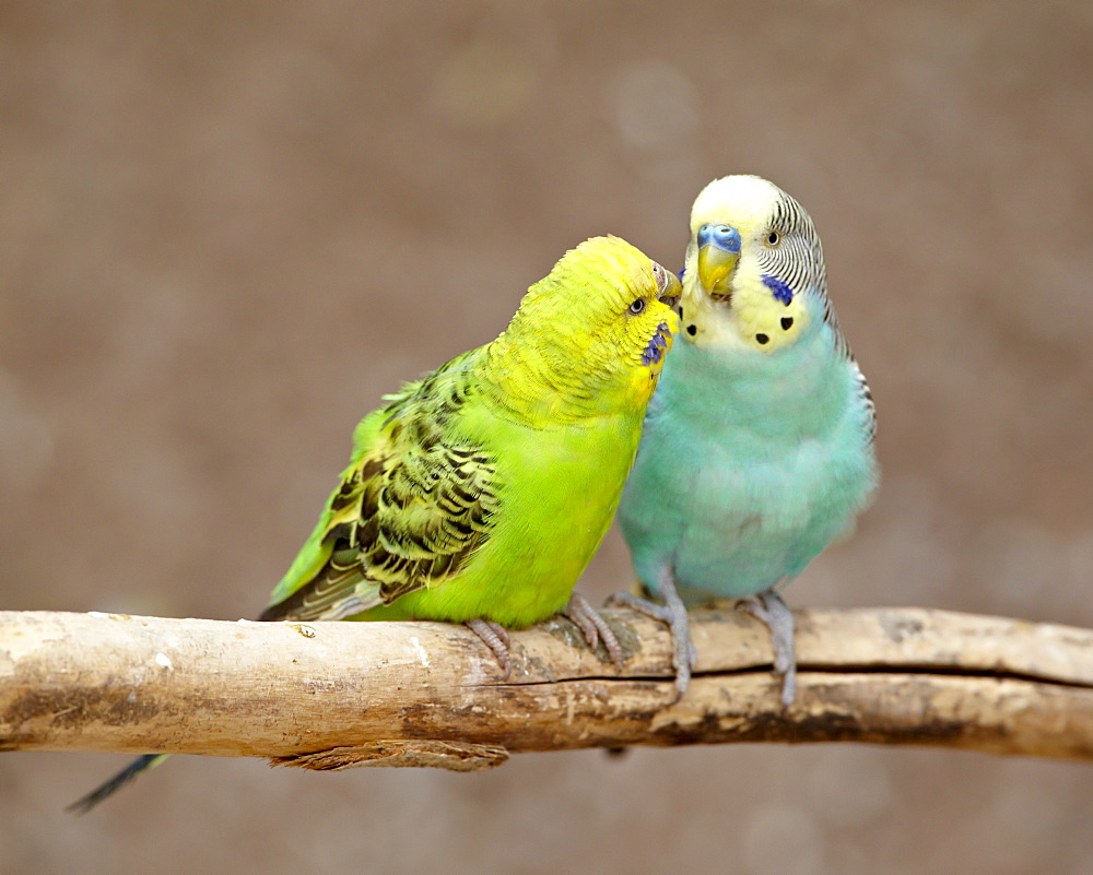 Two Budgerigars (common pet parakeet) (shell parakeet) (Melopsittacus undulatus) in captivity, Rio Grande Zoo, Albuquerque Biological Park, Albuquerque, New Mexico, United States of America, North America