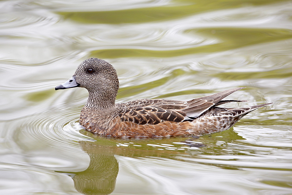 American Wigeon (American Widgeon) (Baldpate) (Anas americana) hen, Rio Grande Zoo, Albuquerque Biological Park, Albuquerque, New Mexico, United States of America, North America