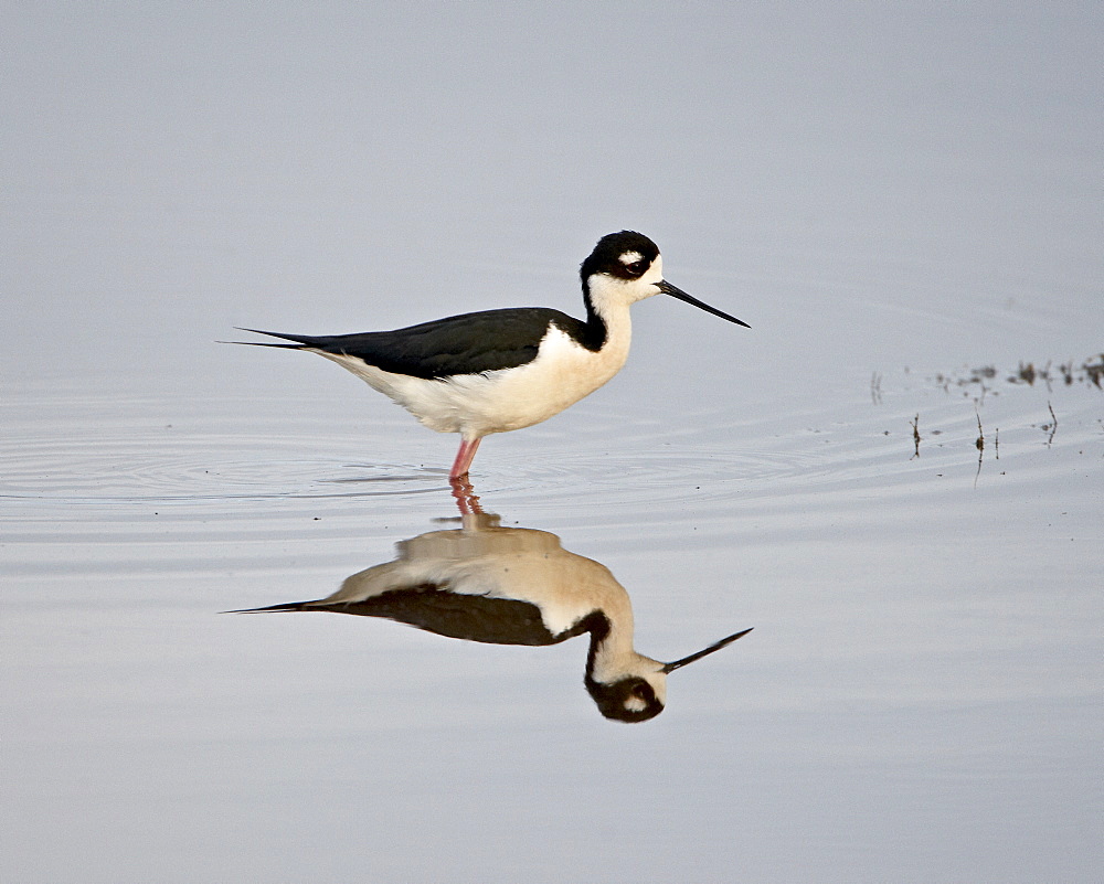 Black-necked stilt (Himantopus mexicanus) with reflection, Bear River Migratory Bird Refuge, Utah, United States of America, North America