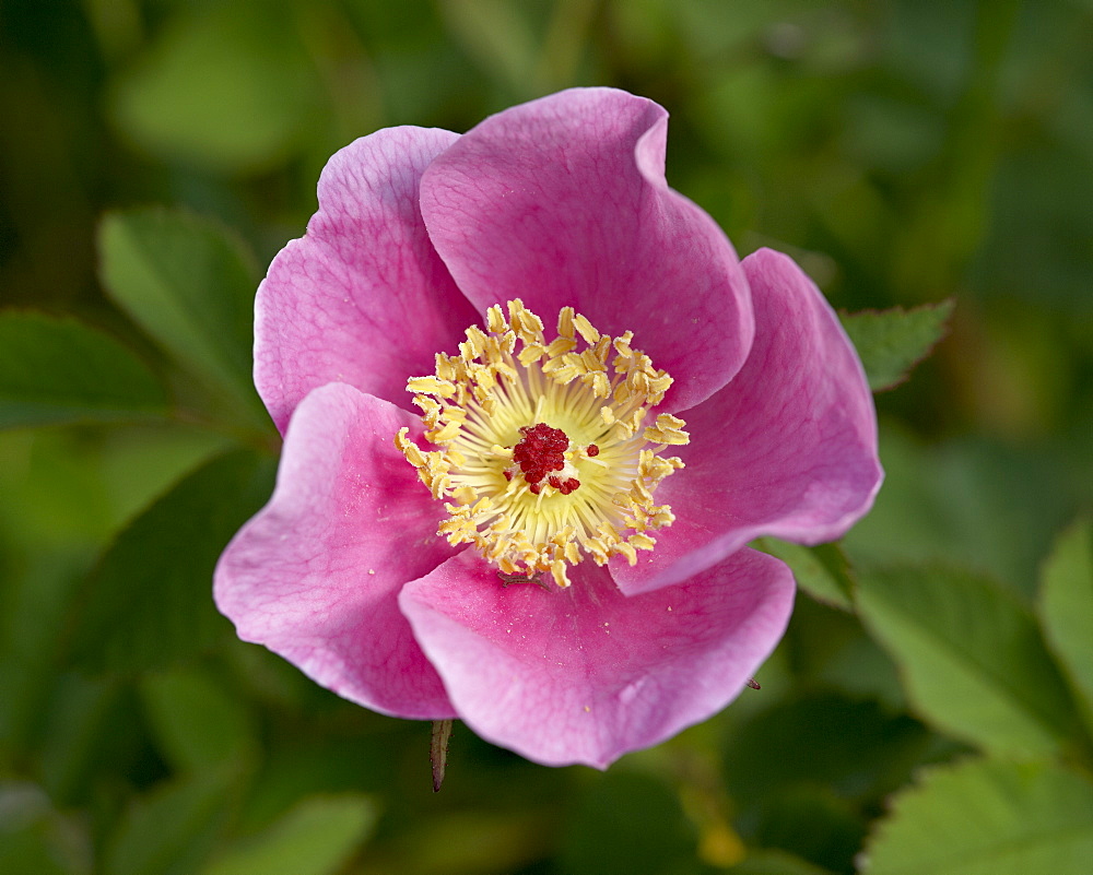 Nootka Rose (Rosa nutkana), near Nanaimo, British Columbia, Canada, North America