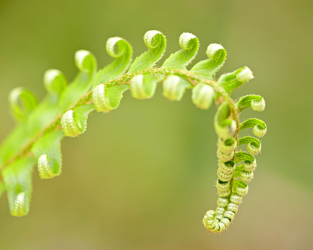 Western sword fern (Polystichum munitum) tip, Cathedral Grove, MacMillan Provincial Park, British Columbia, Canada, North America