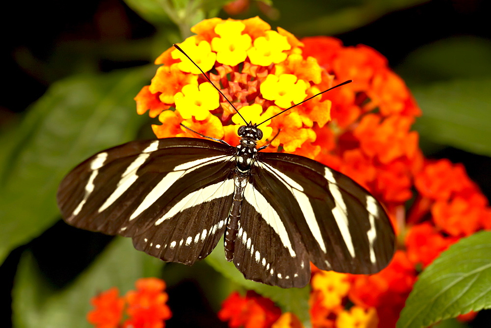 Zebra longwing butterfly (Heliconius charitonius) in captivity, Butterfly World and Gardens, Coombs, British Columbia, Canada, North America