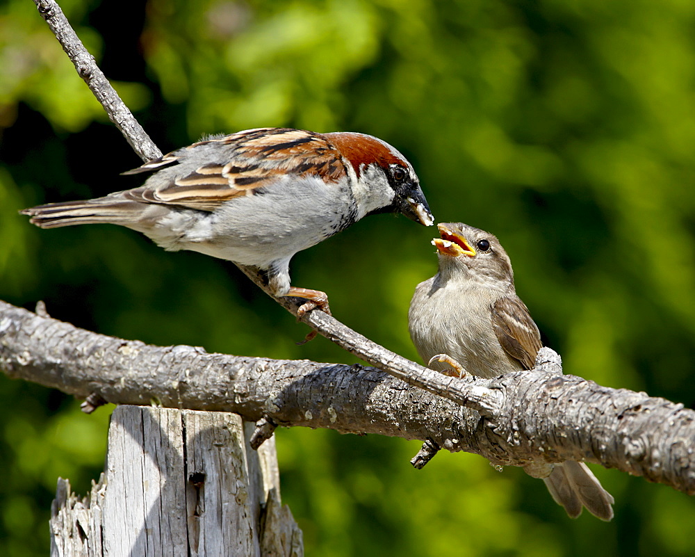 Male house sparrow (Passer domesticus) feeding a chick, near Saanich, British Columbia, Canada, North America