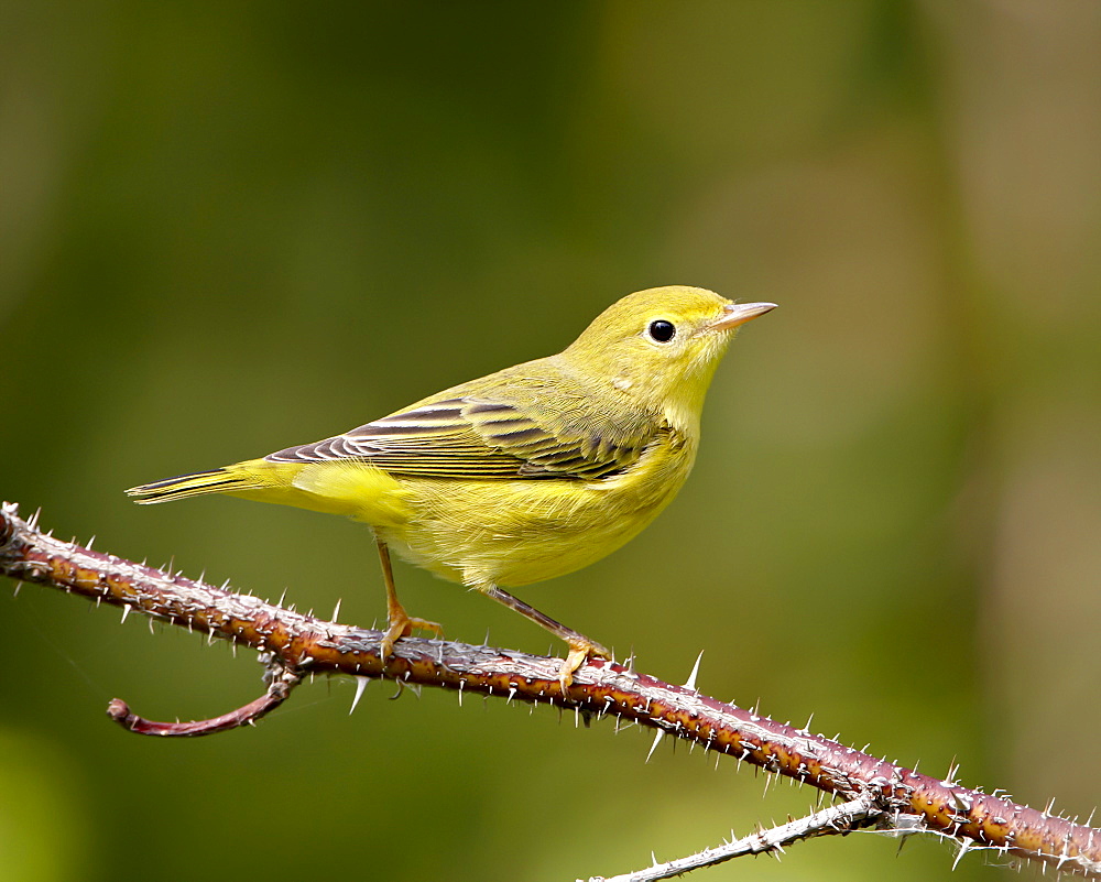 Yellow warbler (Dendroica petechia), near Palmer, Alaska, United States of America, North America