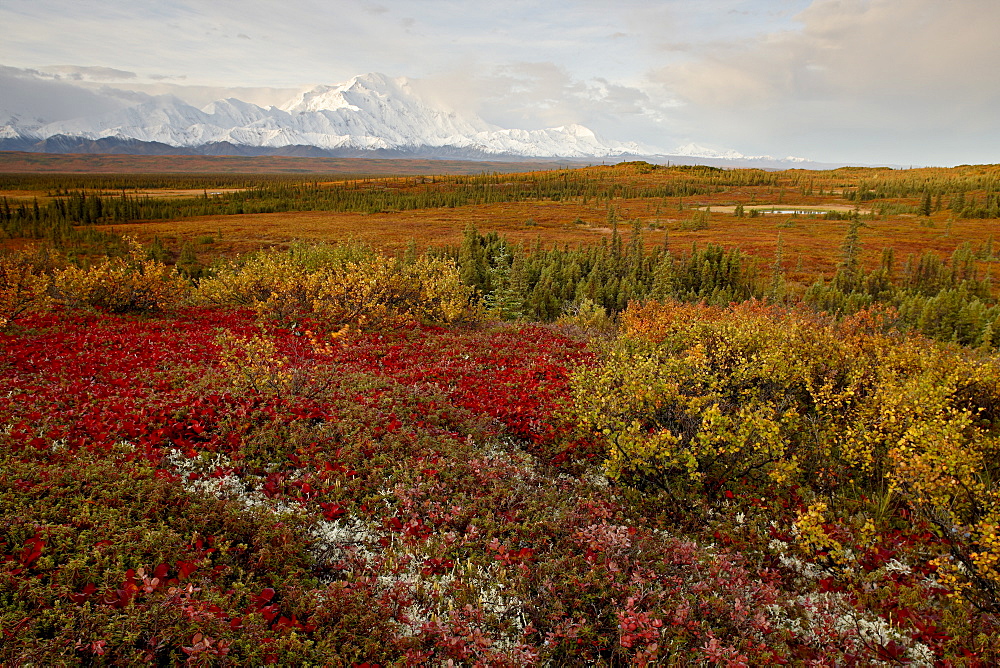 Mount McKinley with tundra in fall color, Denali National Park and Preserve, Alaska, United States of America, North America