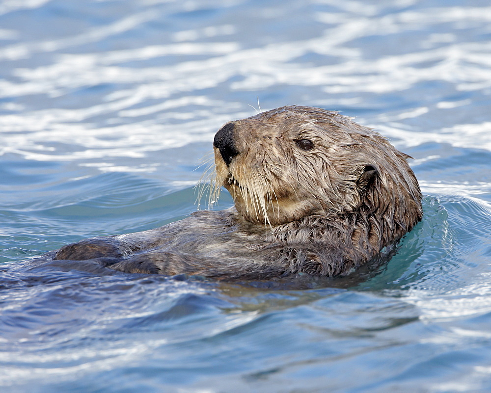 Sea otter (Enhydra lutris) on its back, Homer, Alaska, United States of America, North America