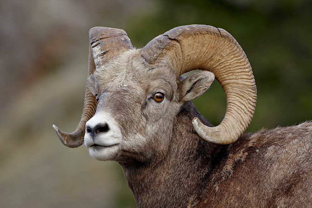 Bighorn sheep (Ovis canadensis) ram, Jasper National Park, Alberta, Canada, North America