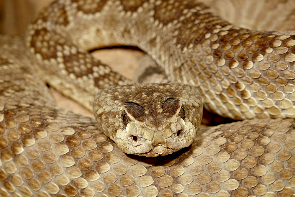 Mojave rattlesnake (Mohave Rattlesnake) (Mojave Diamond Rattlesnake) (Desert Diamond Back) (Crotalus scutulatus) in captivity, Arizona Sonora Desert Museum, Tucson, Arizona, United States of America, North America