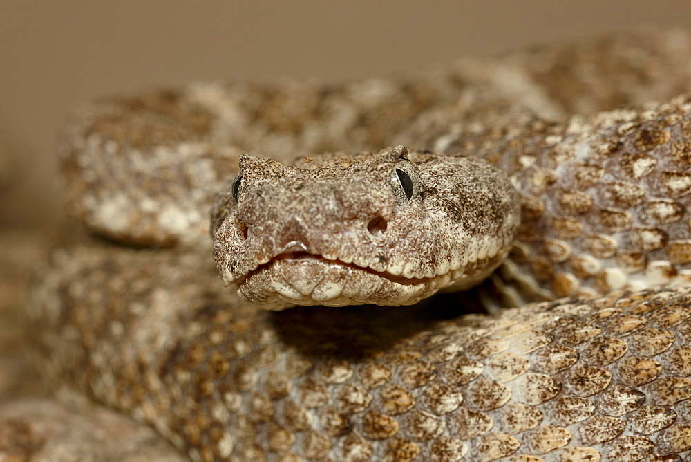 Speckled rattlesnake (Crotalus mitchellii) in captivity, Arizona Sonora Desert Museum, Tucson, Arizona, United States of America, North America