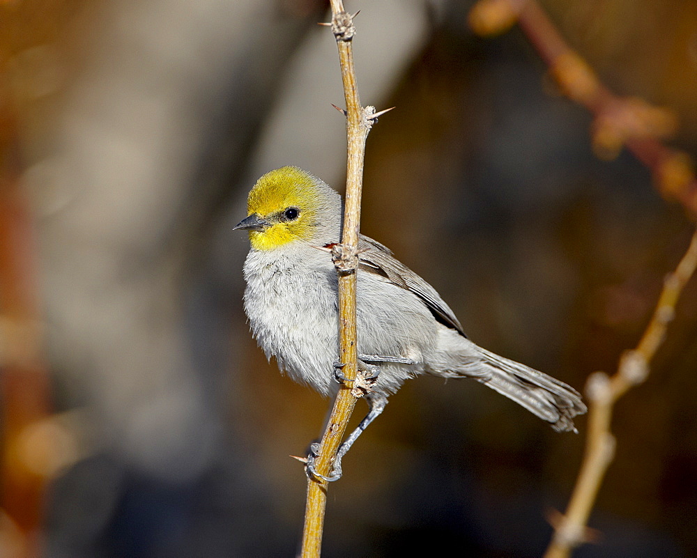 Verdin (Auriparus flaviceps), San Bernadino County, California, United States of America, North America