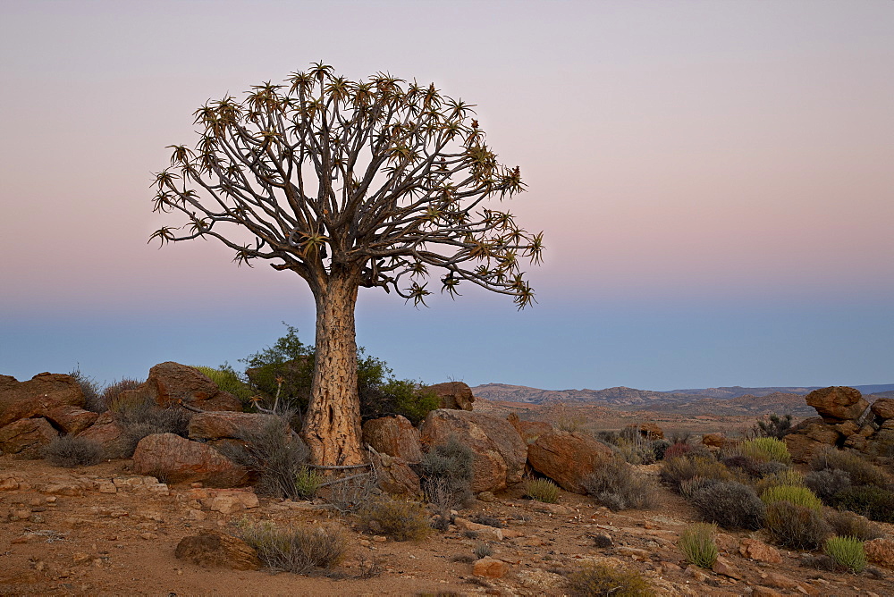 Quiver Tree (Kokerboom) (Aloe dichotoma) at dawn, Namakwa, South Africa, Africa