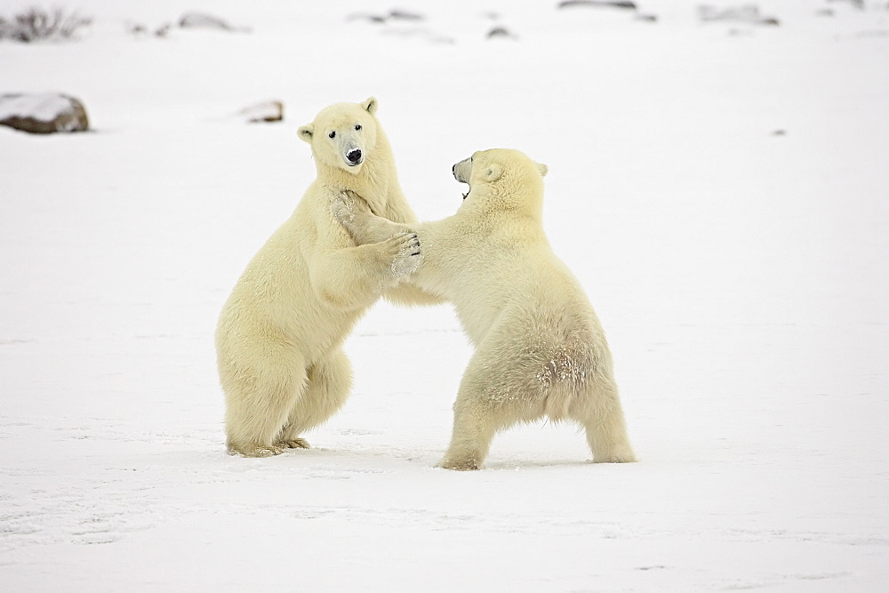 Two polar bears (Thalarctos maritimus) playing, Churchill, Manitoba, Canada, North America