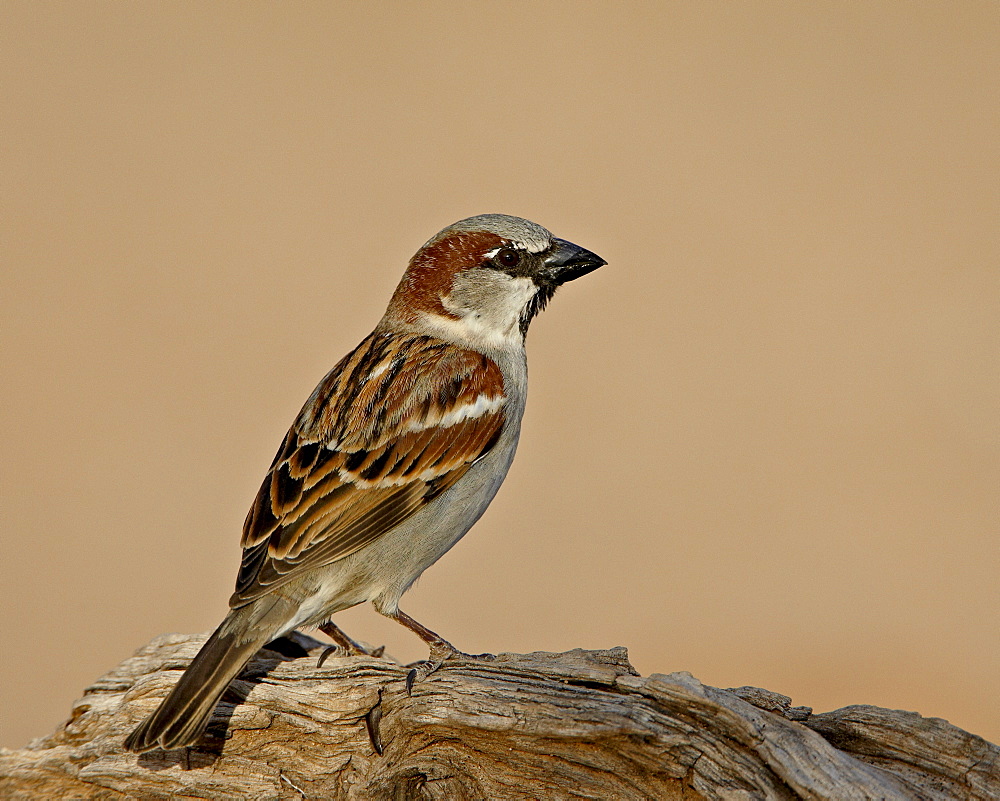 House sparrow (Passer domesticus), The Pond, Amado, Arizona, United States of America, North America