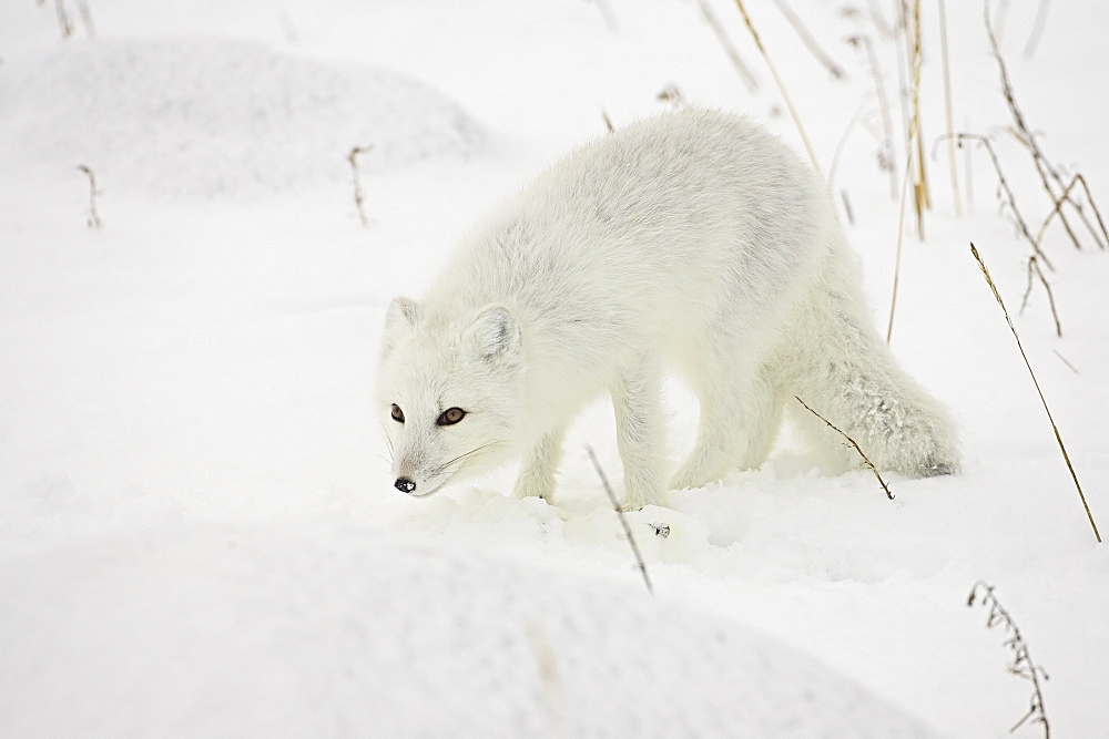 Arctic fox (Alopex lagopus) in snow, Churchill, Manitoba, Canada, North America