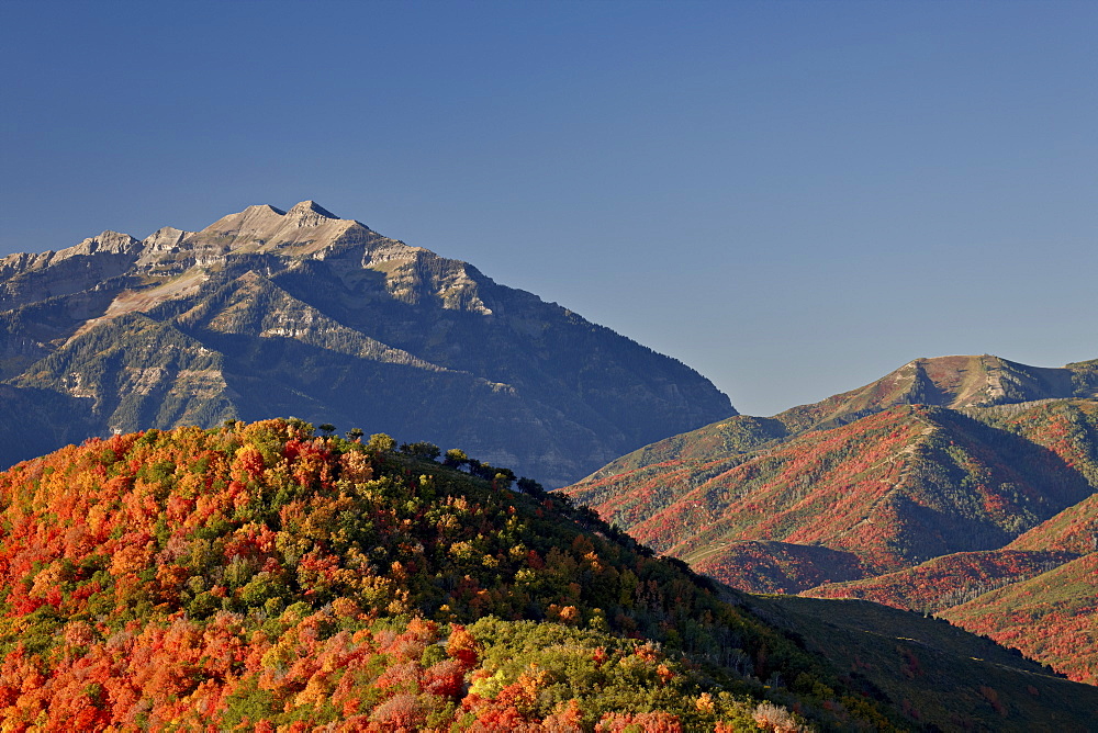 Orange and red maples in the fall, Wasatch Mountain State Park, Utah, United States of America, North America