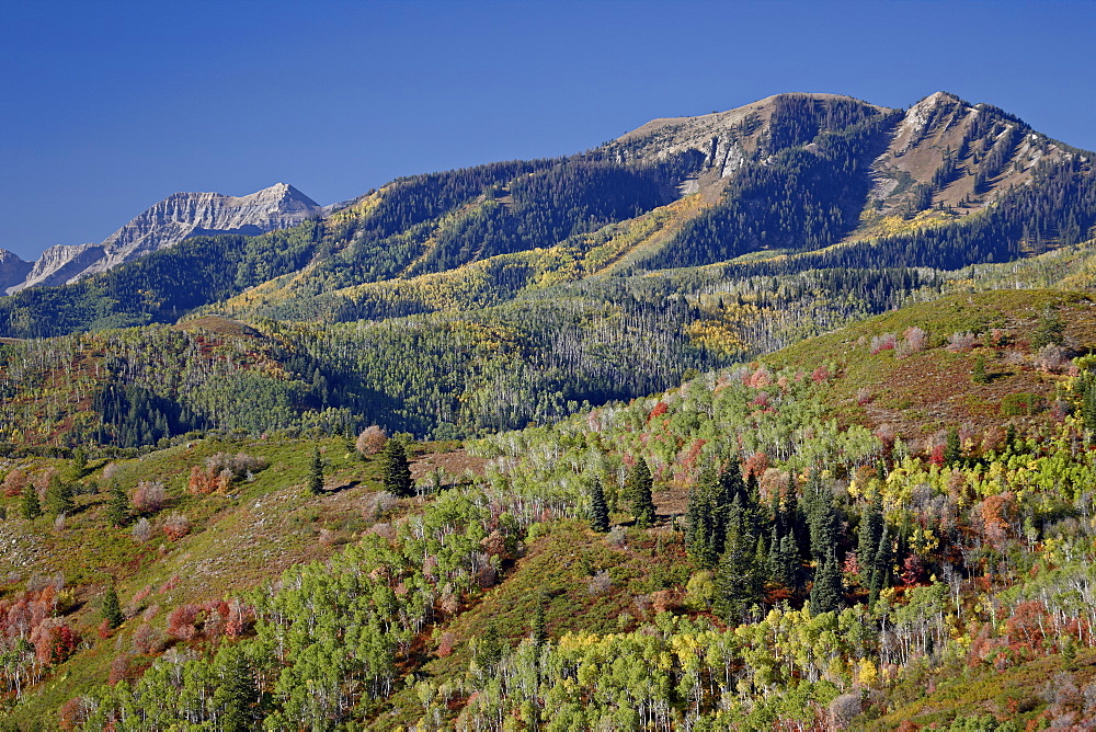 Red and orange maples and yellow aspens in the fall, Wasatch Mountain State Park, Utah, United States of America, North America