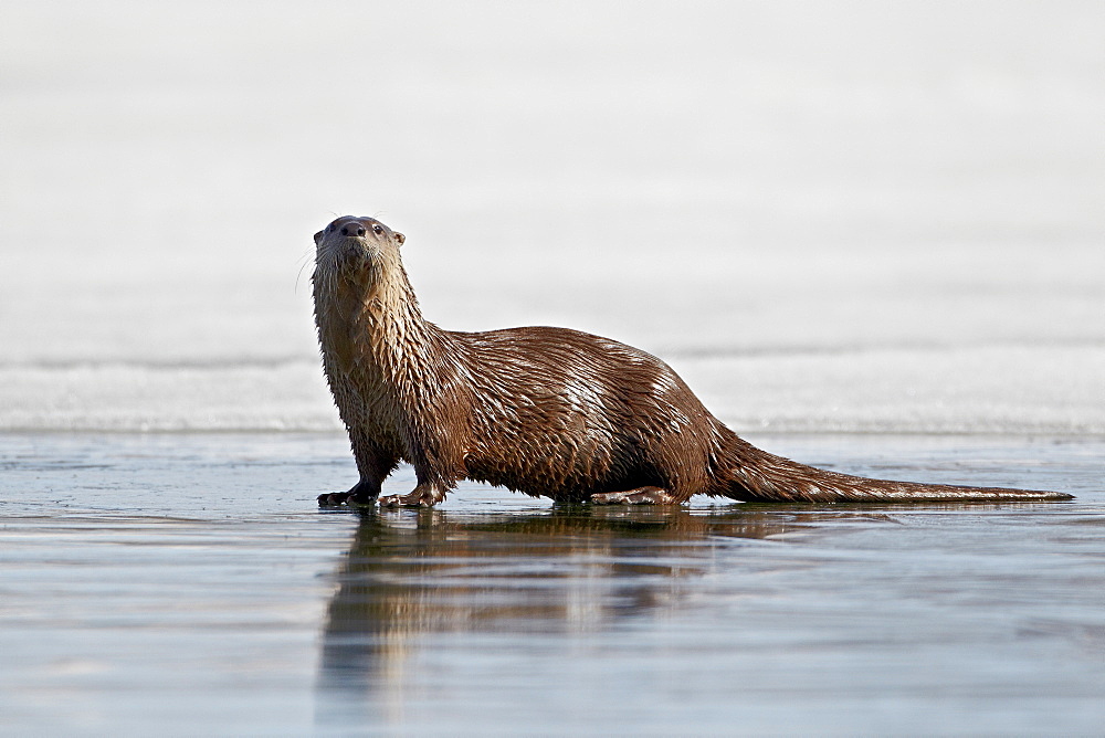 River otter (Lutra canadensis) on frozen Yellowstone Lake, Yellowstone National Park, Wyoming, United States of America, North America