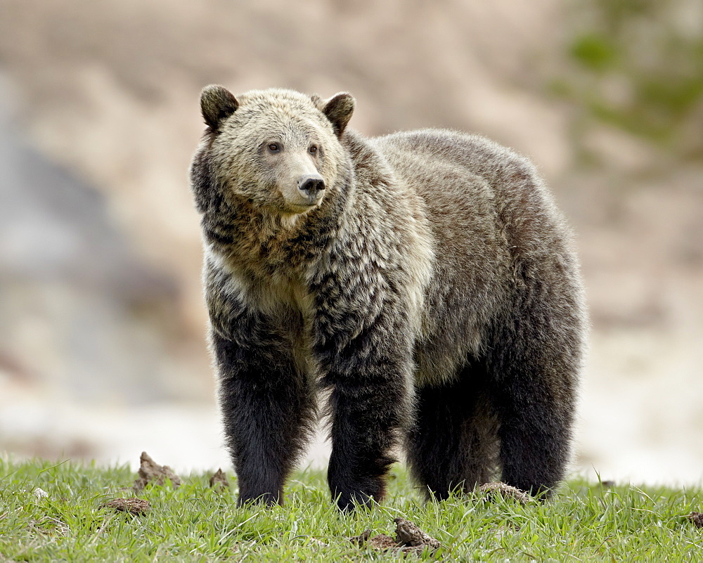 Grizzly bear (Ursus arctos horribilis), Yellowstone National Park, Wyoming, United States of America, North America