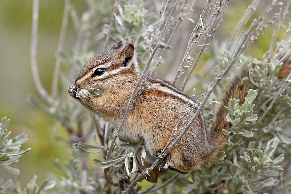 Yellow pine chipmunk (Eutamias amoenus) eating sagebrush leaves, Yellowstone National Park, Wyoming, United States of America, North America