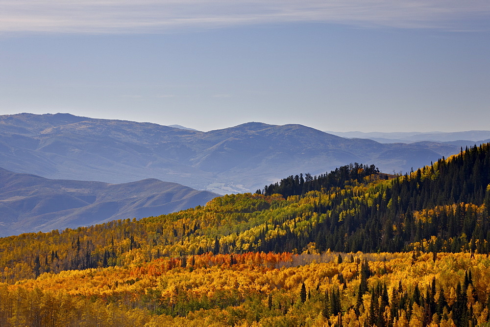 Yellow and orange aspens in the fall, Wasatch Mountain State Park, Utah, United States of America, North America