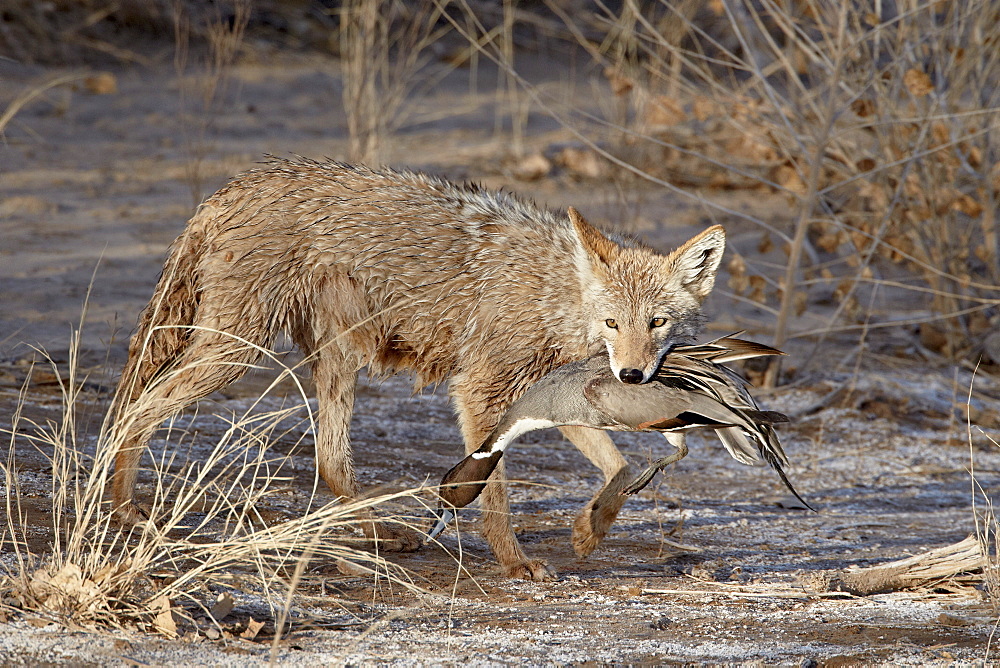 Coyote (Canis latrans) with a NorthernpPintail (Anas acuta) in its mouth, Bosque Del Apache National Wildlife Refuge, New Mexico, United States of America, North America