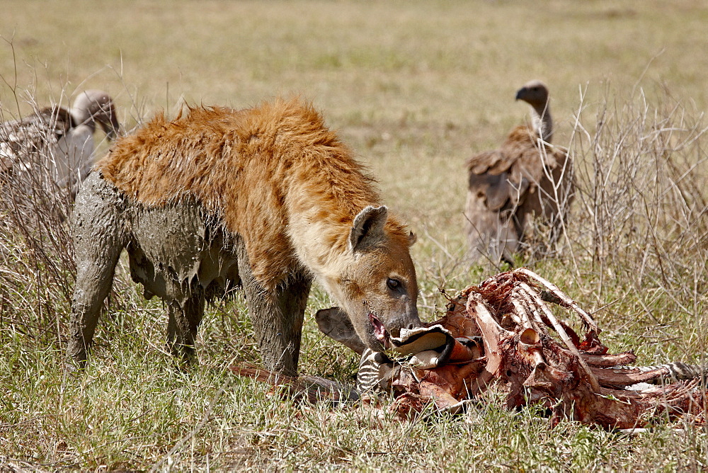 Spotted hyena (Crocuta crocuta) at the remains of a zebra kill, Tanzania, East Africa, Africa