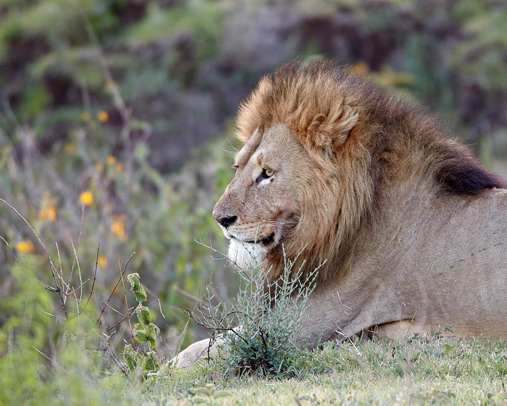 Lion (Panthera leo), Ngorongoro Crater, Tanzania, East Africa, Africa