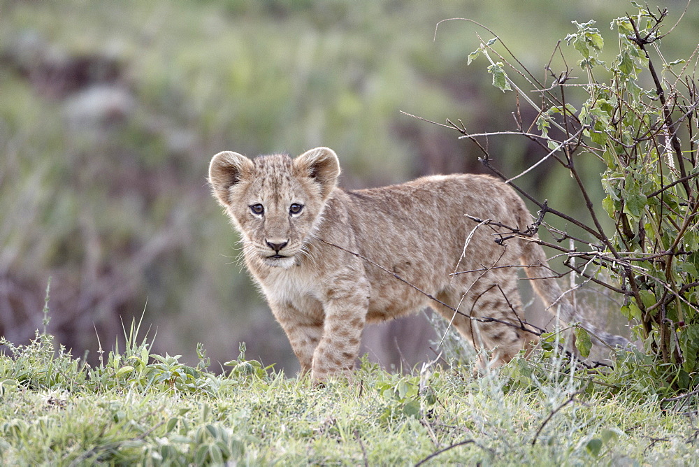 Lion (Panthera leo) cub, Ngorongoro Crater, Tanzania, East Africa, Africa