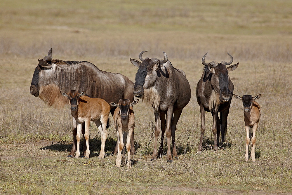 Blue wildebeest (brindled gnu) (Connochaetes taurinus) cows and calves, Ngorongoro Crater, Tanzania, East Africa, Africa