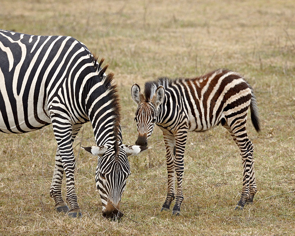 Common zebra (Burchell's zebra) (Equus burchelli) mare and colt, Ngorongoro Crater, Tanzania, East Africa, Africa