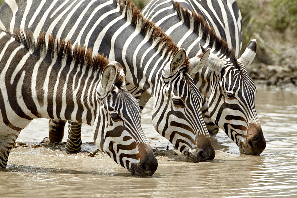 Three common zebra (Burchell's zebra) (Equus burchelli) drinking, Ngorongoro Crater, Tanzania, East Africa, Africa