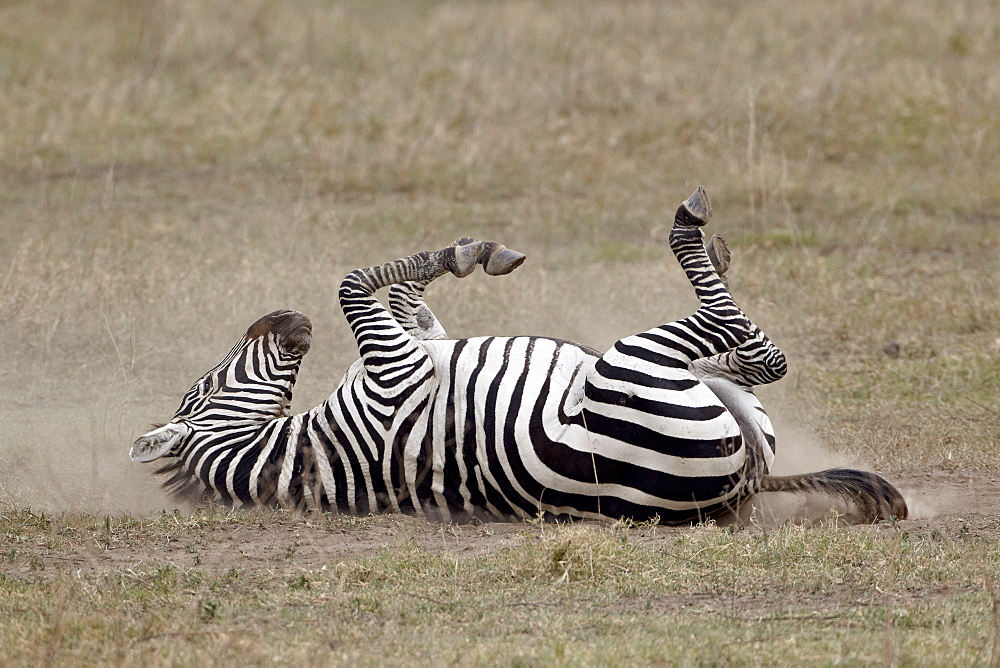 Common zebra (Burchell's zebra) (Equus burchelli) dust bathing, Ngorongoro Crater, Tanzania, East Africa, Africa