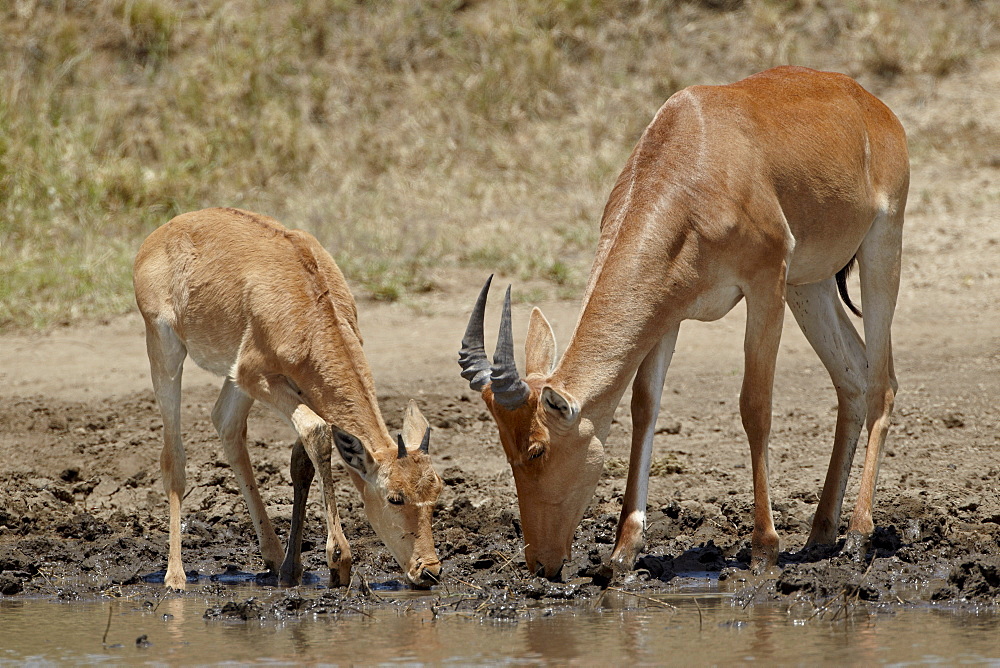 Adult and young Coke's hartebeest (Alcelaphus buselaphus cokii) drinking, Serengeti National Park, UNESCO World Heritage Site, Tanzania, East Africa, Africa