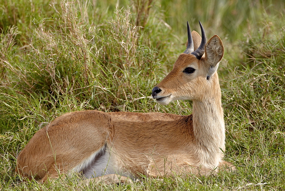 Bohor reedbuck (Redunca redunca) buck, Serengeti National Park, Tanzania, East Africa, Africa