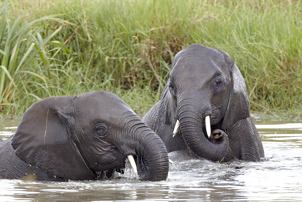 Two young African elephant (Loxodonta africana) playing in the water, Serengeti National Park, UNESCO World Heritage Site, Tanzania, East Africa, Africa