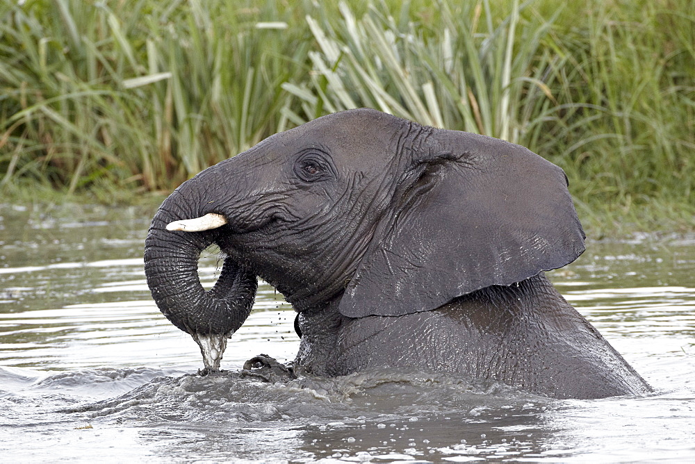 Young African elephant (Loxodonta africana) playing in the water, Serengeti National Park, UNESCO World Heritage Site, Tanzania, East Africa, Africa