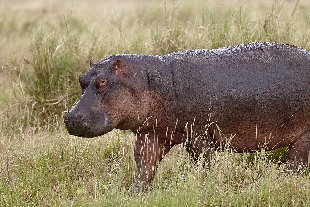 Hippopotamus (Hippopotamus amphibius) out of the water, Serengeti National Park, Tanzania, East Africa, Africa