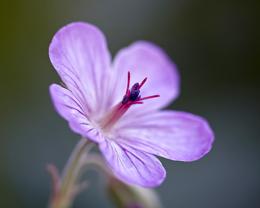 Sticky geranium (Geranium viscosissimum), Glacier National Park, Montana, United States of America, North America