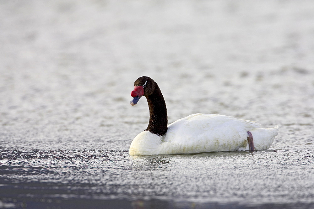 Black-necked swan (Cygnus melancoryphus) swimming, Torres Del Paine, Chile, South America