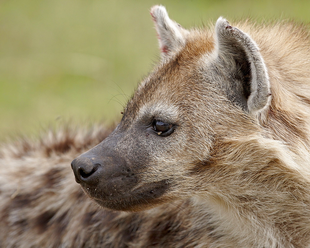 Spotted Hyena (Spotted Hyaena) (Crocuta crocuta), Serengeti National Park, Tanzania, East Africa, Africa