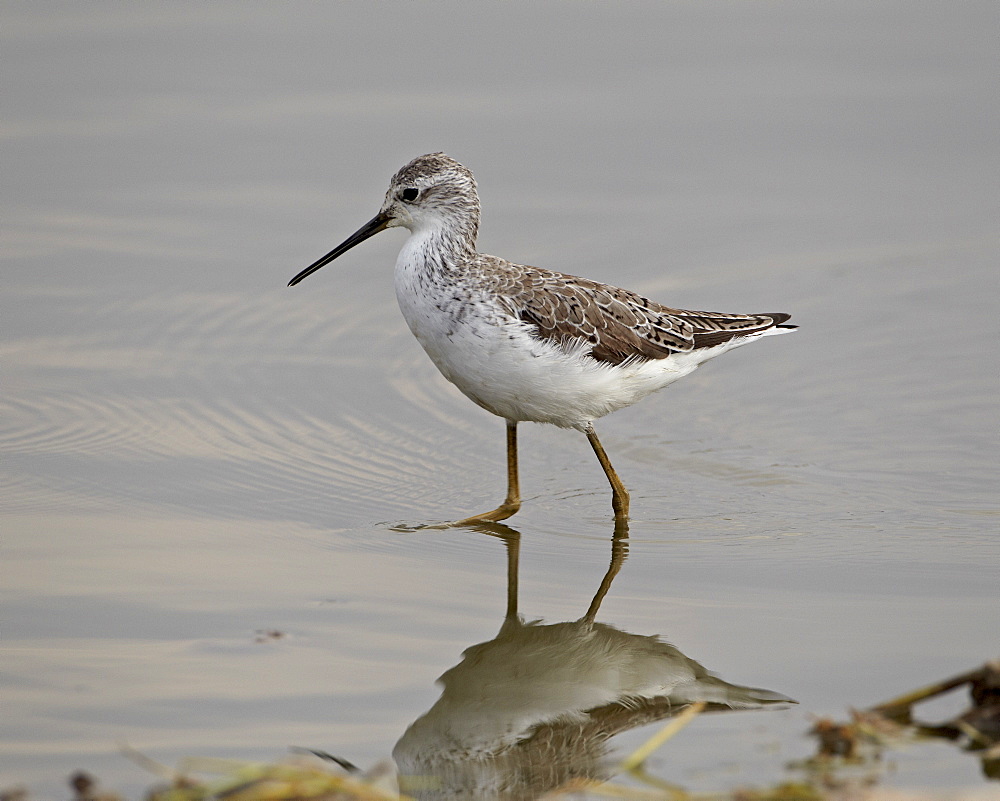 Marsh sandpiper (Tringa stagnatilis), Serengeti National Park, Tanzania, East Africa, Africa