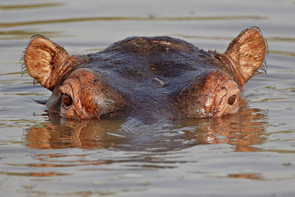 Hippopotamus (Hippopotamus amphibius), Serengeti National Park, Tanzania, East Africa, Africa