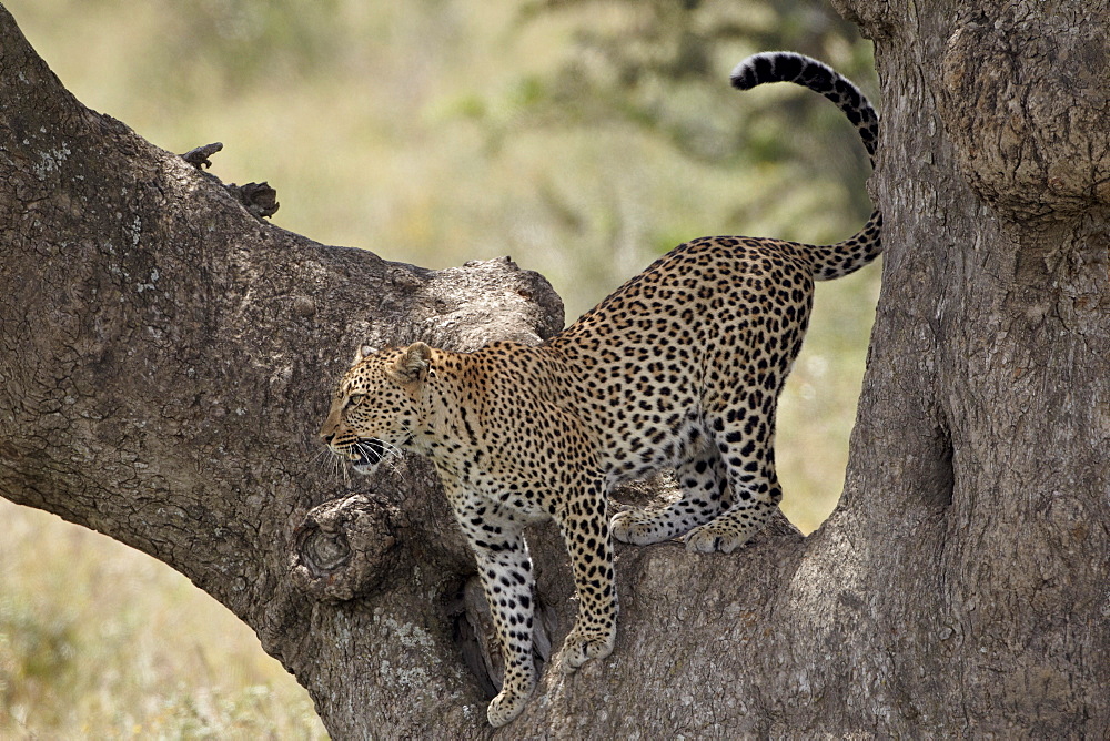 Leopard (Panthera pardus) descending from a tree, Serengeti National Park, Tanzania, East Africa, Africa