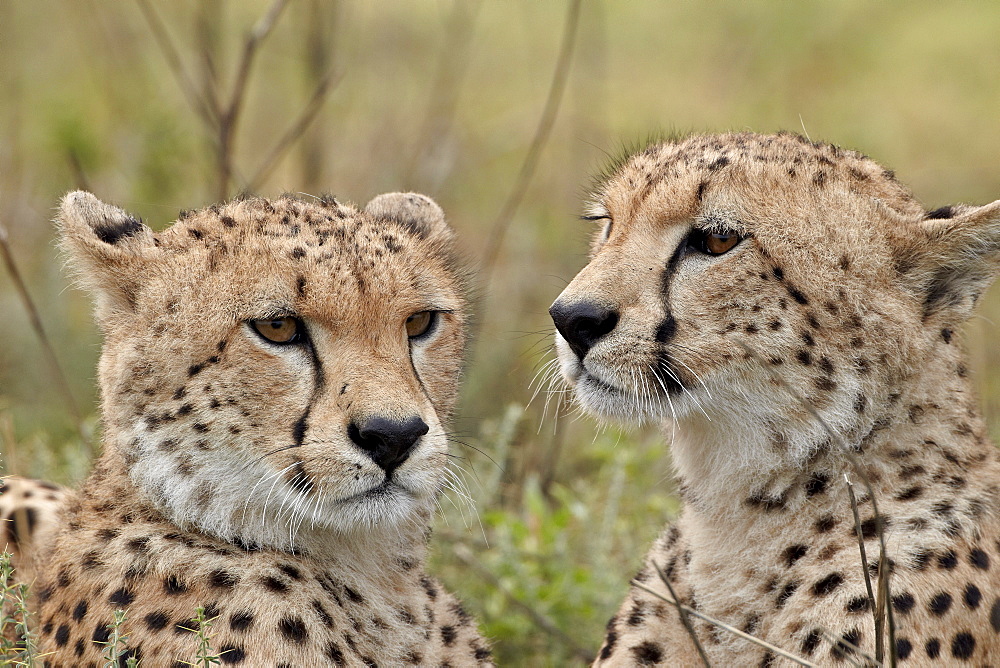 Cheetah (Acinonyx jubatus) brothers, Serengeti National Park, Tanzania, East Africa, Africa