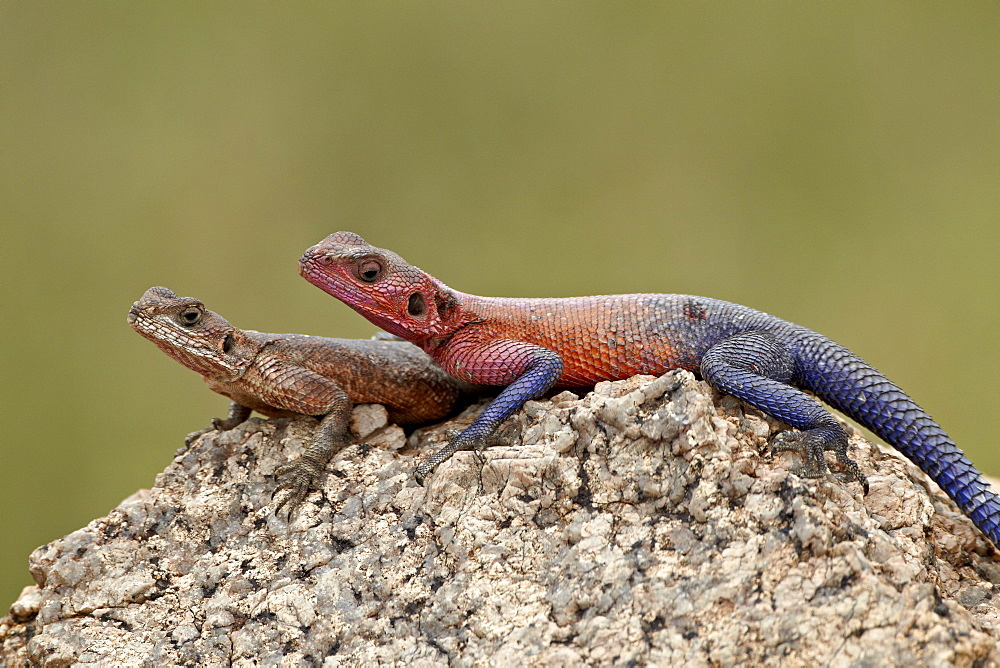 Red-headed agama (Agama agama) pair, Serengeti National Park, Tanzania, East Africa, Africa