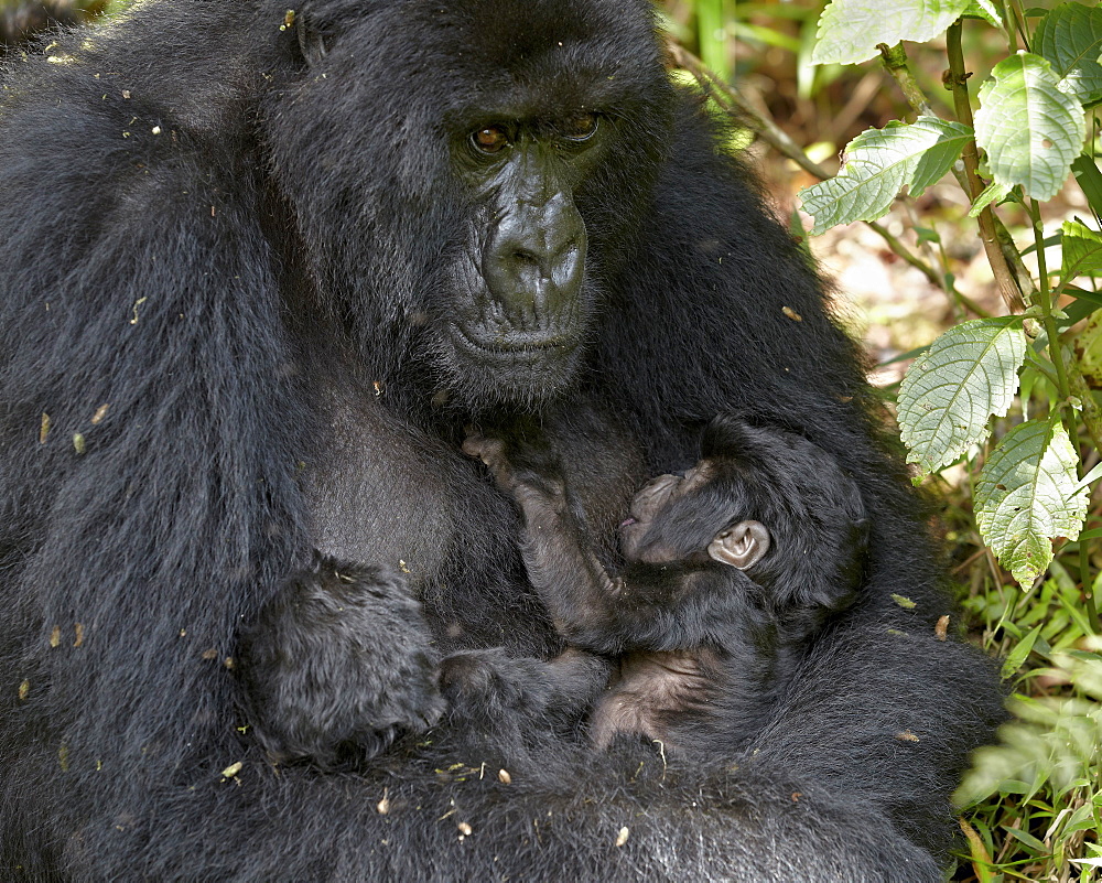 Mountain gorilla (Gorilla gorilla beringei) mother holding her 20 day old infant twins and nursing one, Volcanoes National Park, Rwanda, Africa