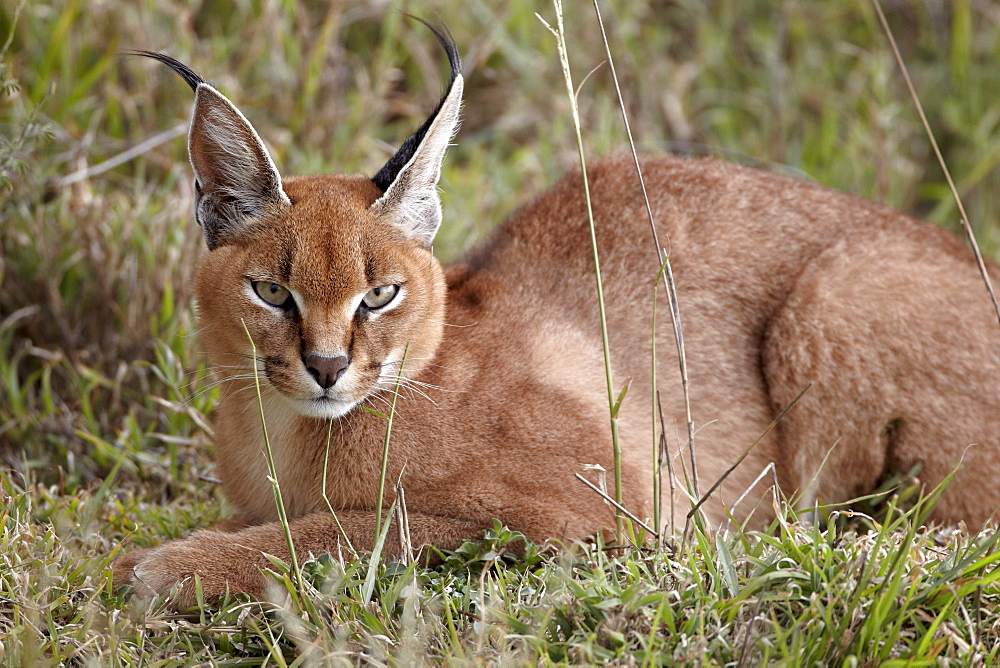 Caracal (Caracal caracal), Serengeti National Park, Tanzania, East Africa, Africa