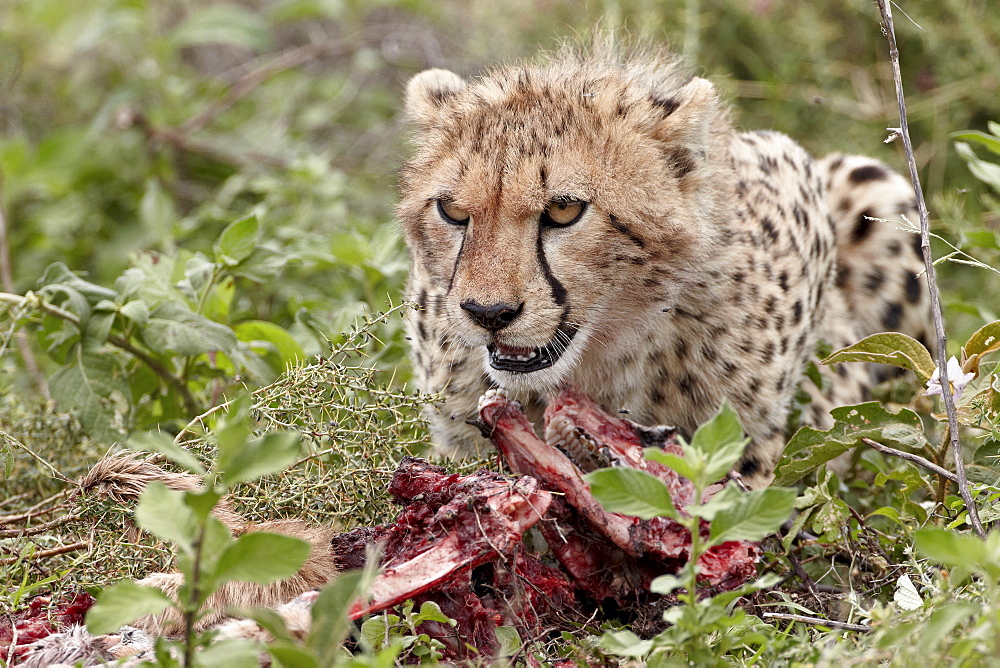 Cheetah (Acinonyx jubatus) cub at a kill ,Serengeti National Park, Tanzania, East Africa, Africa