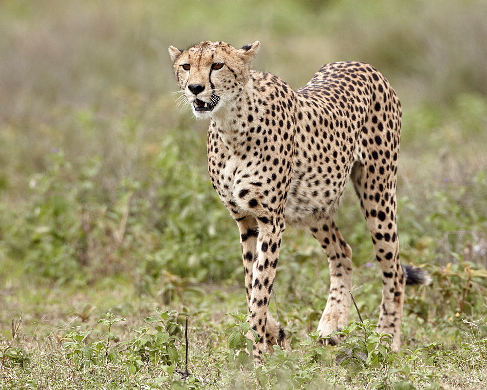 Cheetah (Acinonyx jubatus), Serengeti National Park, Tanzania, East Africa, Africa